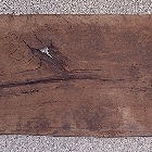 Beispielhafte Oberfl�che historscher Eichendielen oder Eichenbretter